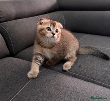 Scottish Fold cats - Advert 16