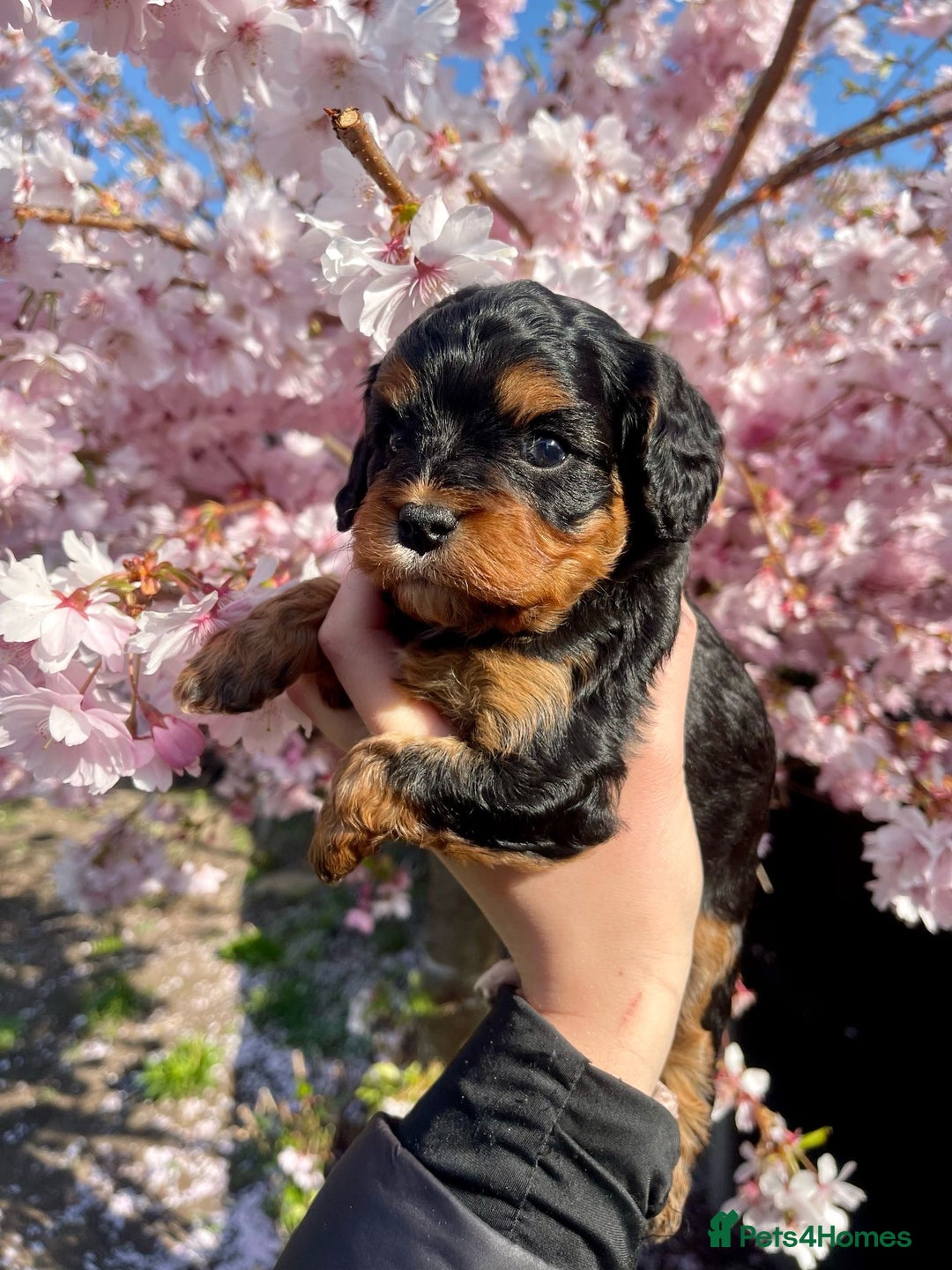 Miniature Poodle dogs for stud: KC phantom miniature poodle stud health tested in Thetford - Image 19
