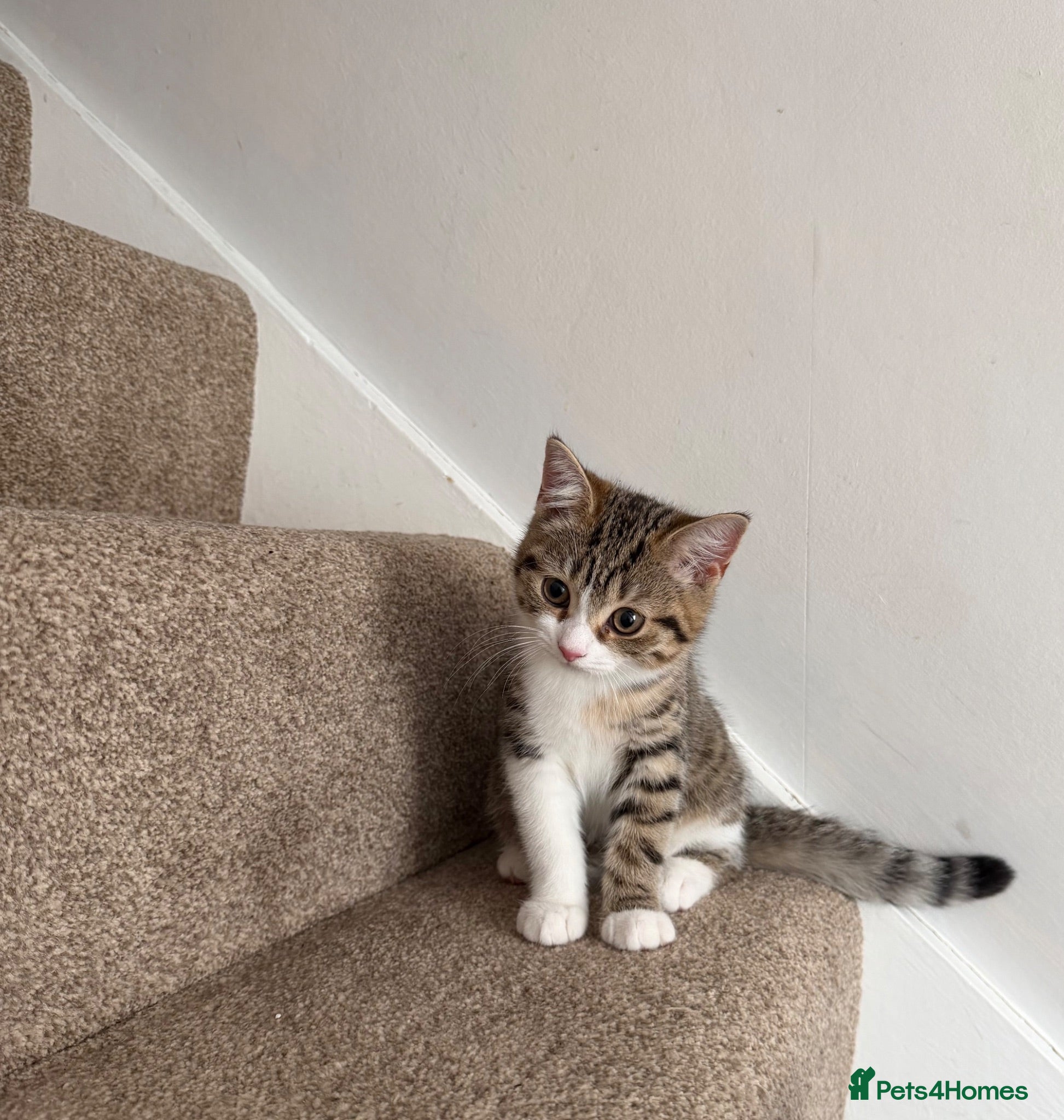 British Shorthair cats Female Kittens - Delivery available  - Advert 17