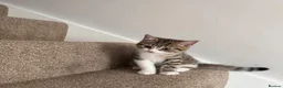 British Shorthair cats for sale: Female Kittens - Delivery available  - Advert 1