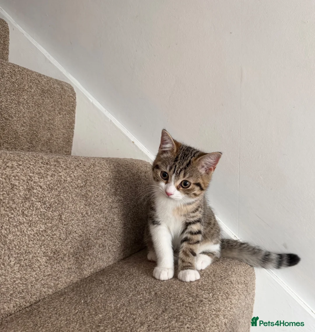 British Shorthair cats for sale: Female Kittens - Delivery available  - Advert 1