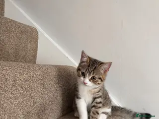British Shorthair cats Female Kittens - Delivery available - Advert 1