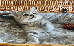 British Shorthair cats for sale: (READY NOW)EXCEPTIONAL PURE BREED BSH - Image 21