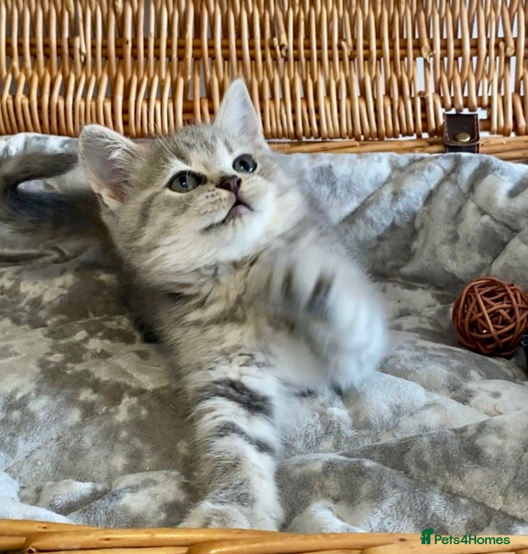 British Shorthair cats for sale: (READY NOW)EXCEPTIONAL PURE BREED BSH - Image 21