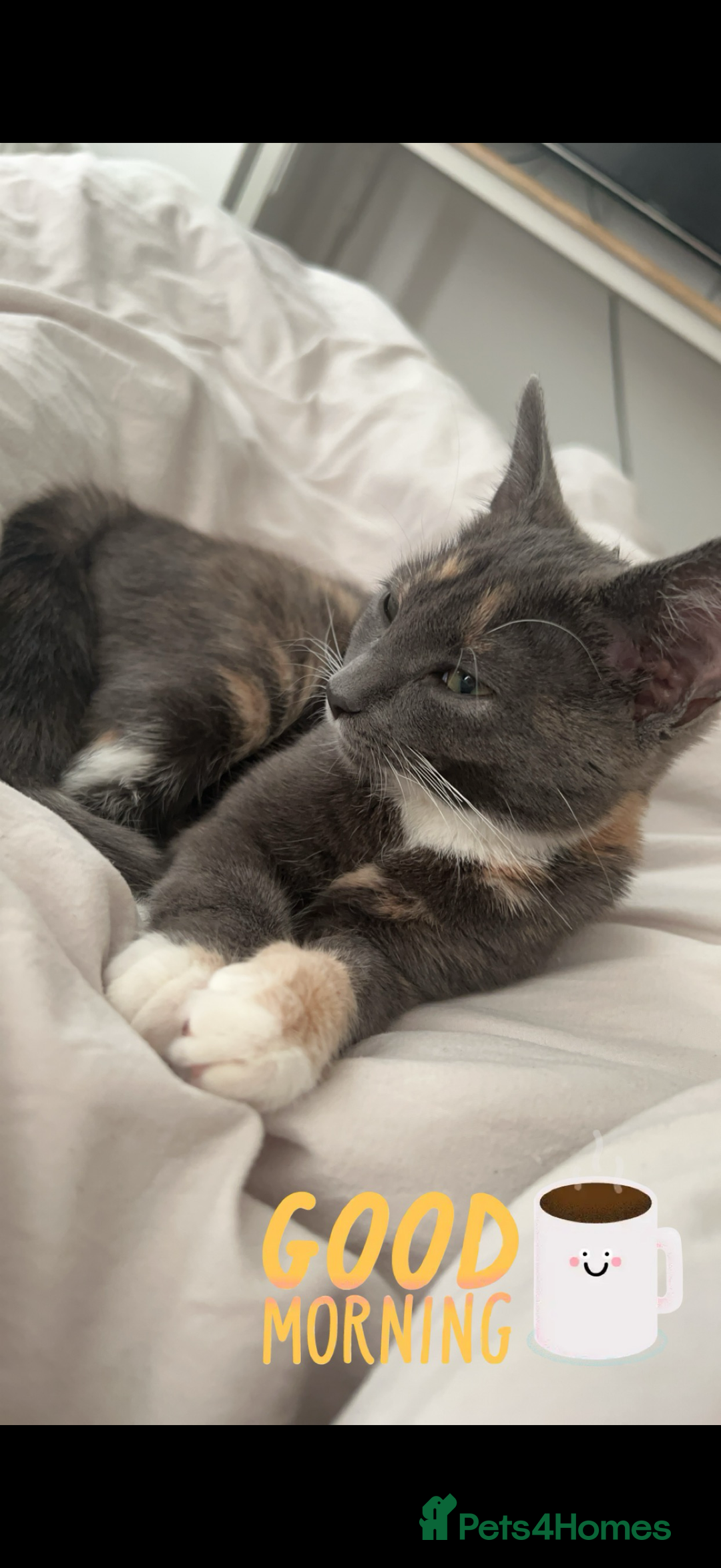 Domestic Shorthair cats for sale: Tortoise shell female  - Advert 2