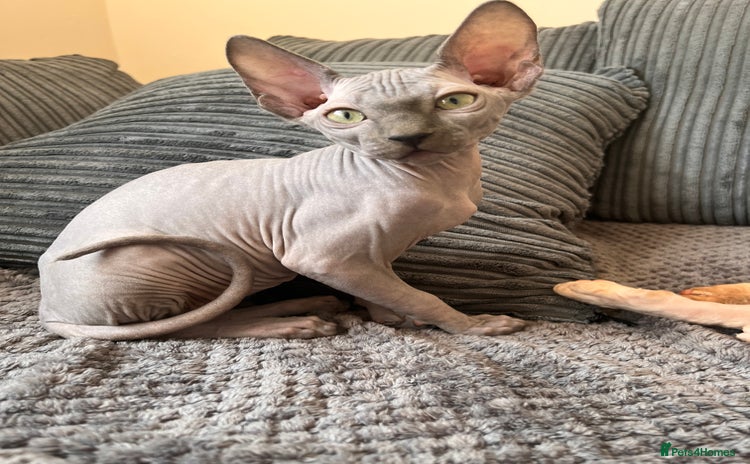 Sphynx cats - Advert 9