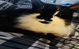 British Longhair cats for sale: Meet Tinca - Image 7