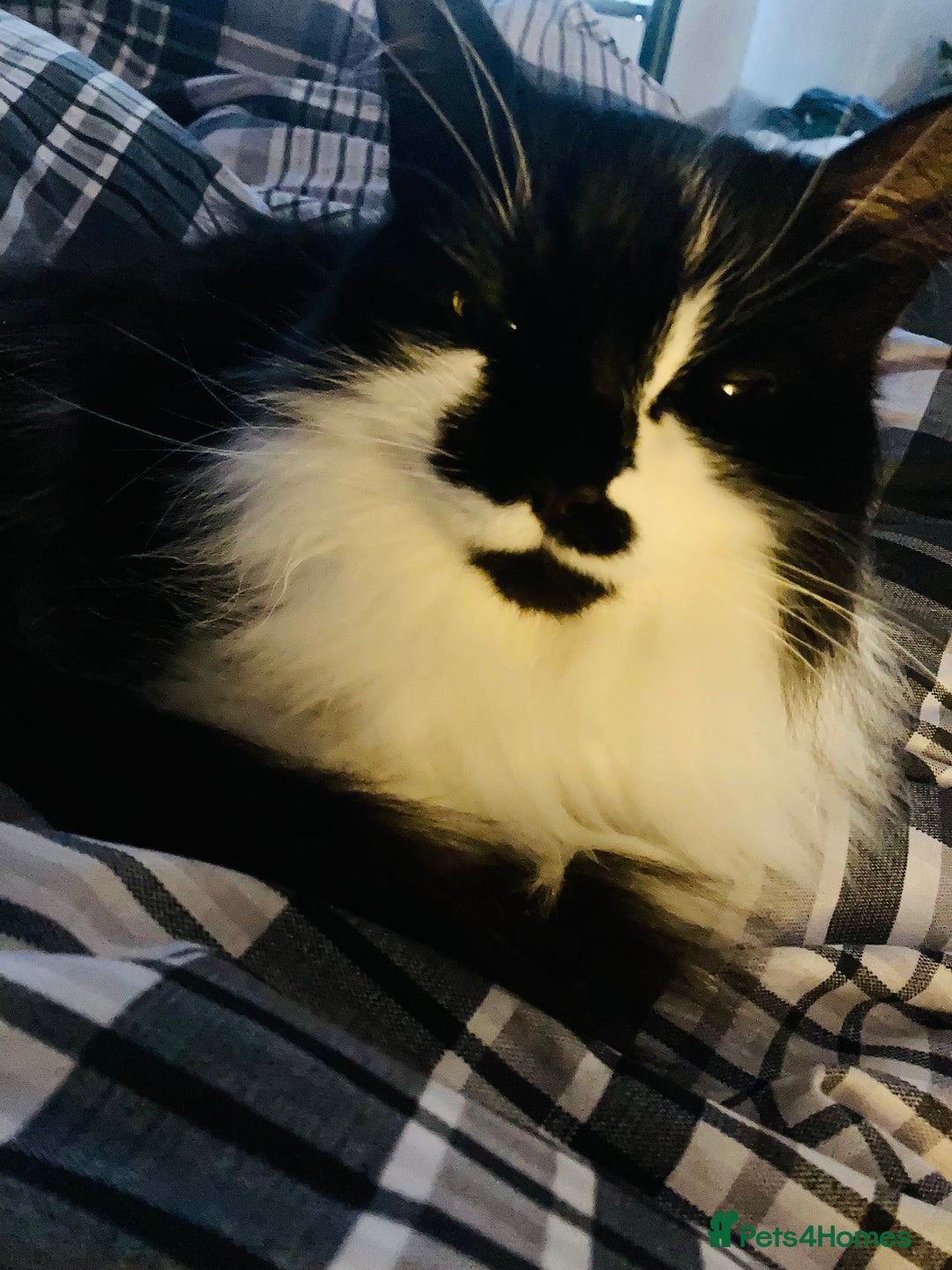 British Longhair cats for sale: Meet Tinca - Image 7