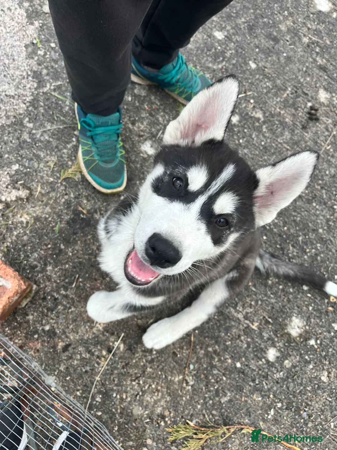 Utonagan dogs for sale: Alaskan Malamute  - Advert 3