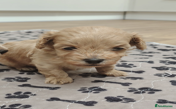Maltipoo dogs - Advert 12
