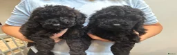 Miniature Poodle dogs for sale: Small miniature poodle puppies - Advert 8