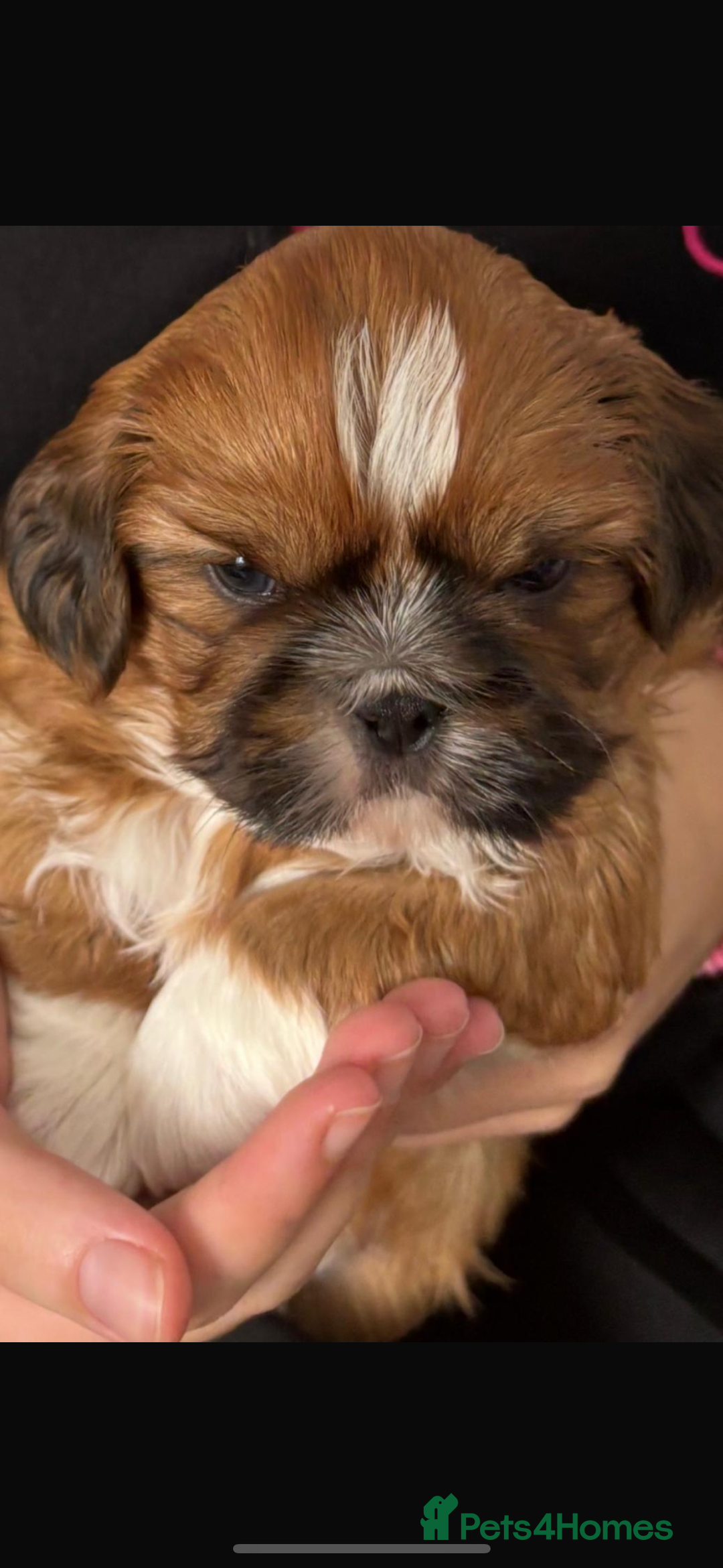 Shih Tzu dogs for sale: Shih tzu pup for sale  - Image 10