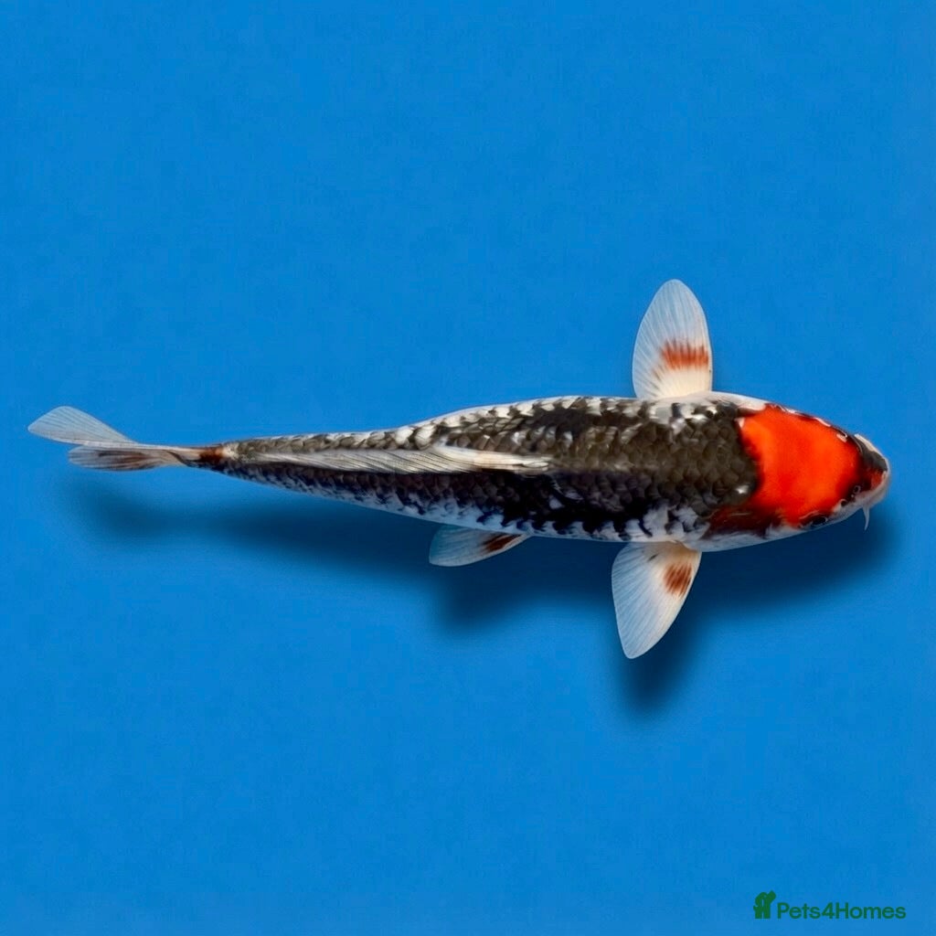 Koi Carp fish Japanese Koi - Top Quality - Advert 12