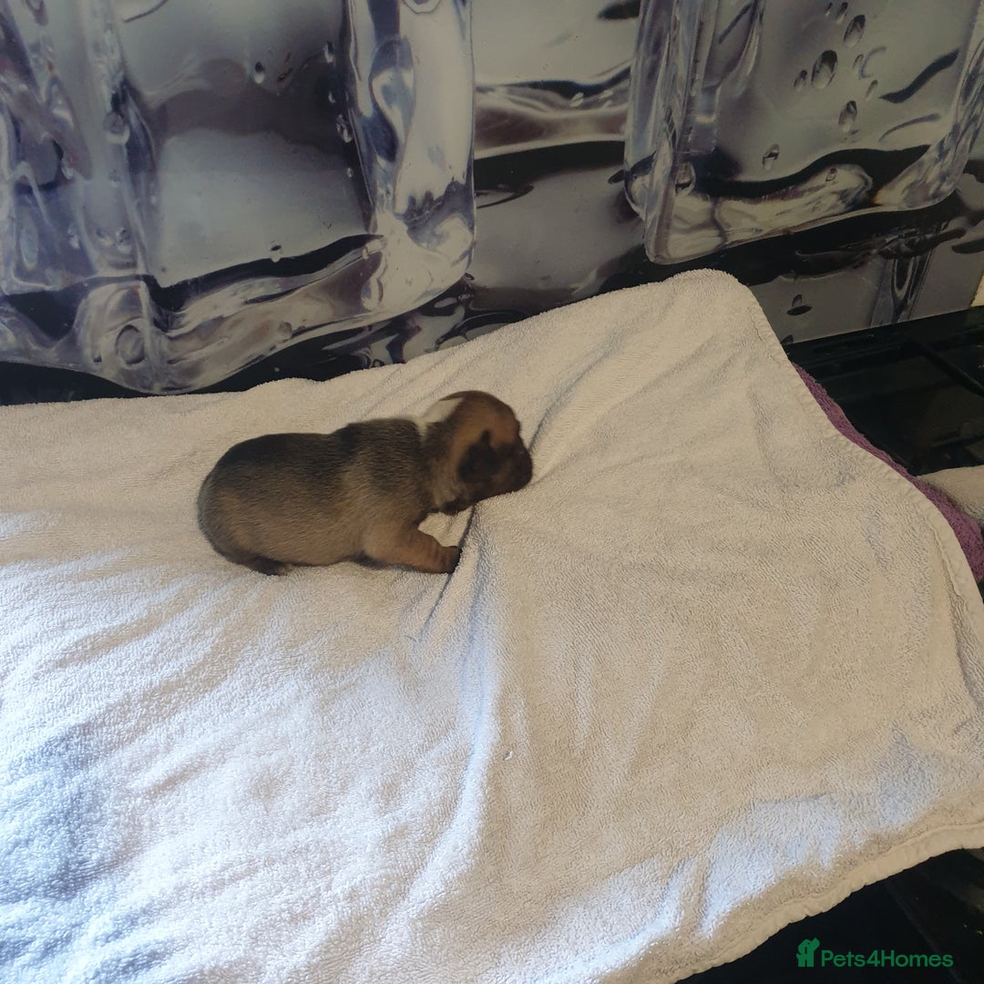 French Bulldog dogs for sale: 4French bulldog puppies 3 weeks old kc registered  - Advert 9