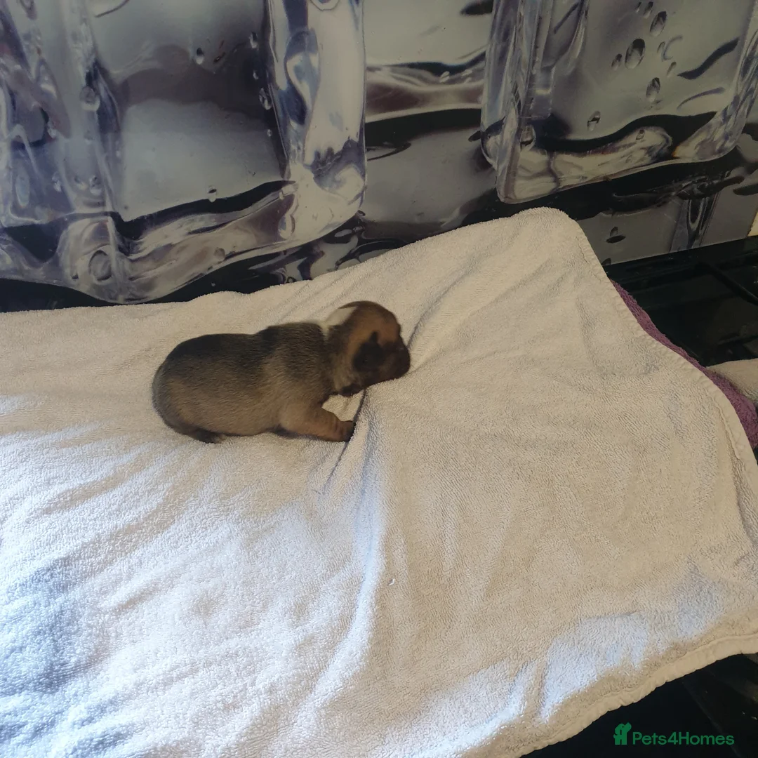 French Bulldog dogs for sale: 4French bulldog puppies 5weeks old kc registered  - Advert 20