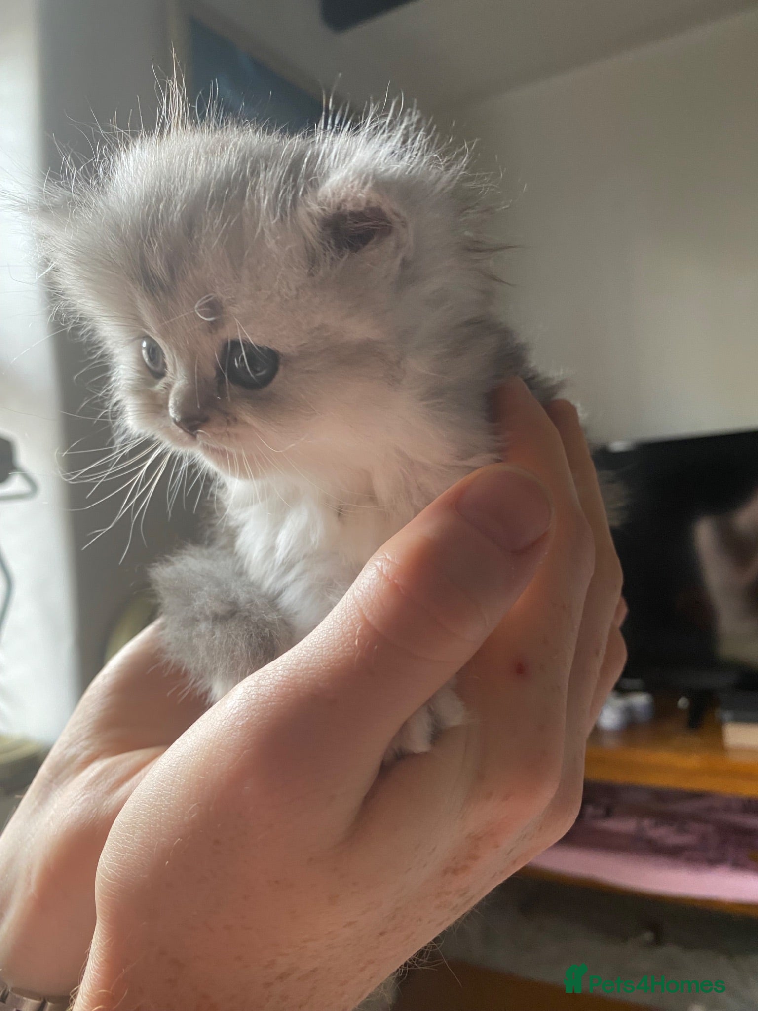 Persian cats Stunning Persian Chinchilla Kittens - Lancashire. - Advert 1