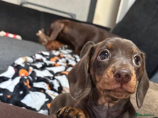 Miniature Dachshund dogs - Advert 31