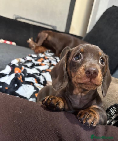 Miniature Dachshund dogs - Advert 16