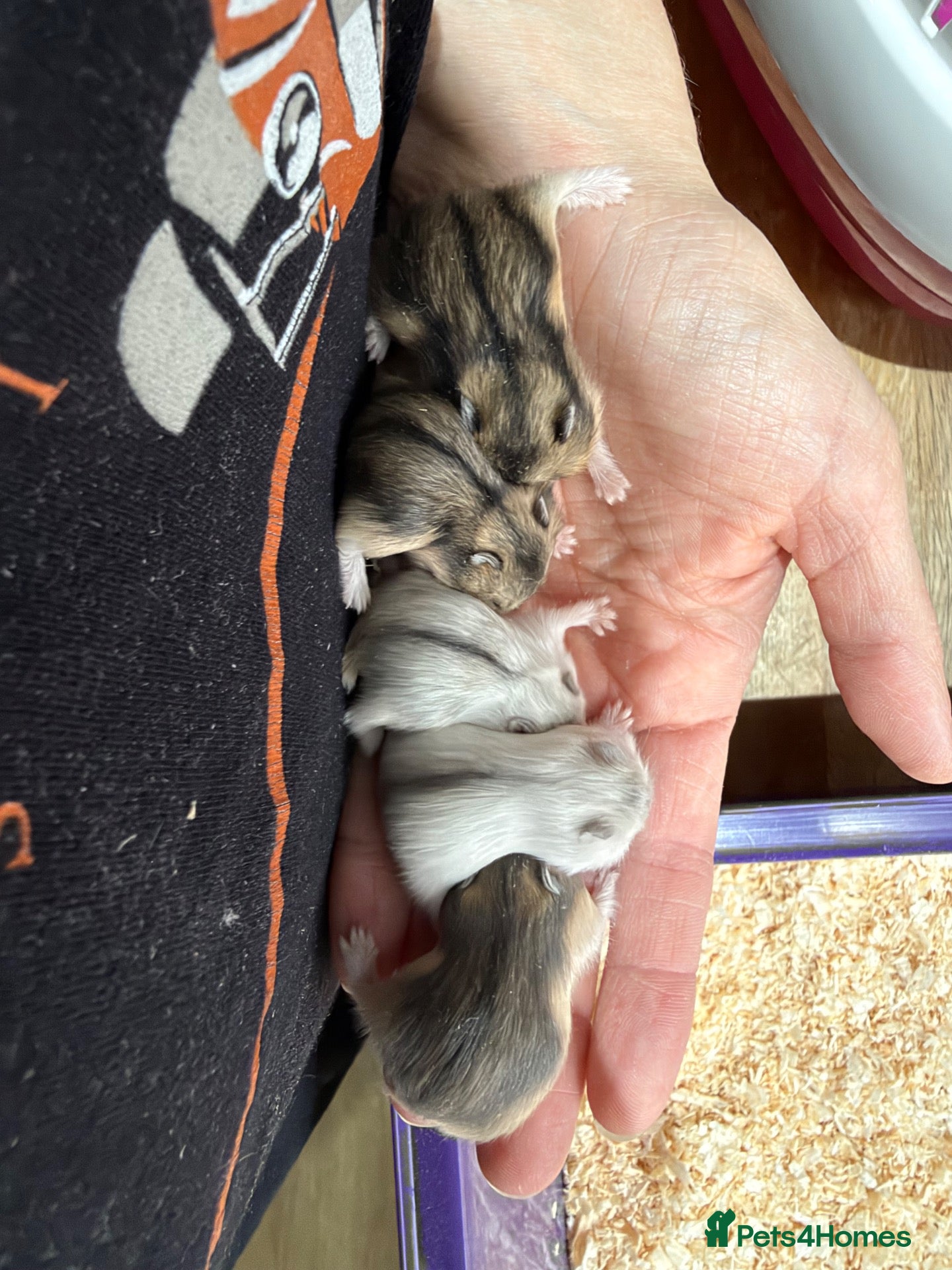 Hamster rodents for sale: 5 russian dwarf hamster pups - Advert 2