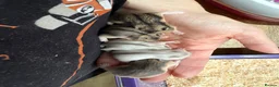 Hamster rodents for sale: 5 russian dwarf hamster pups - Advert 2