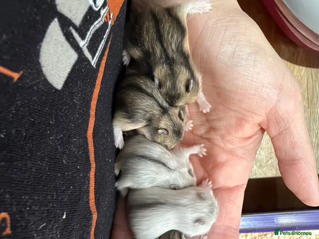 Hamster rodents for sale: 5 russian dwarf hamster pups - Advert 2