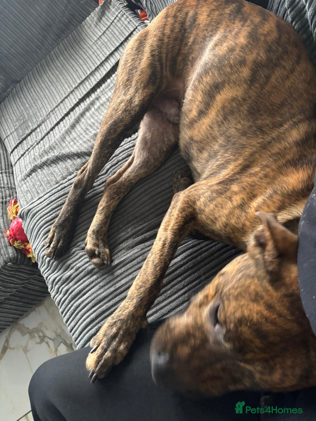 Mixed Breed dogs for sale: Beautiful dog in need of forever loving home - Advert 3