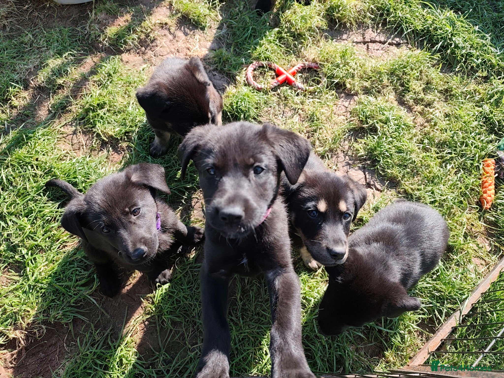 German Shepherd dogs 1BOY/1GIRL LEFT Beautiful German Shepherd Puppies - Advert 9