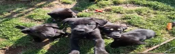 German Shepherd dogs for sale: 6 Beautiful German Shepherd Puppies (3 LEFT) - Advert 4