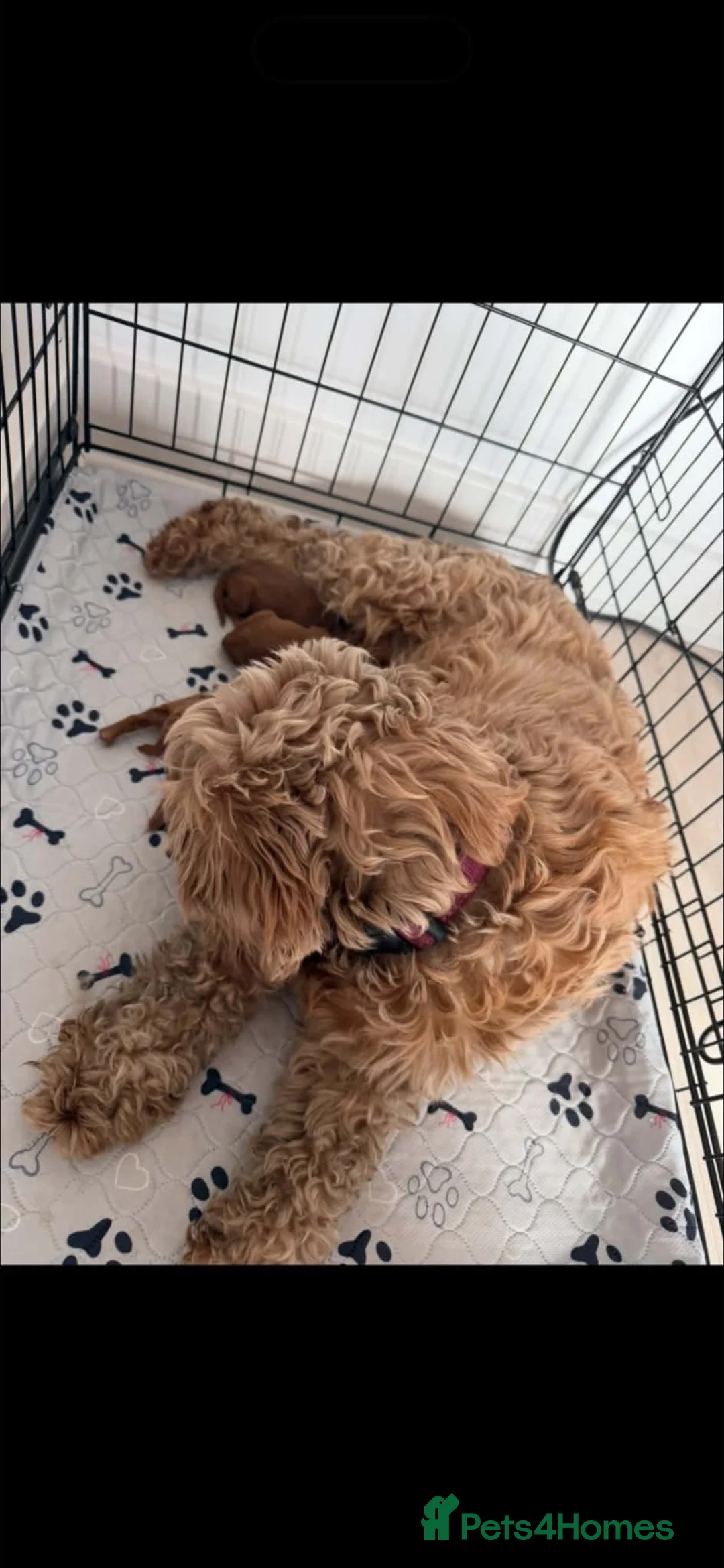 Cockapoo dogs for sale: Cockapoo puppy’s  - Advert 8