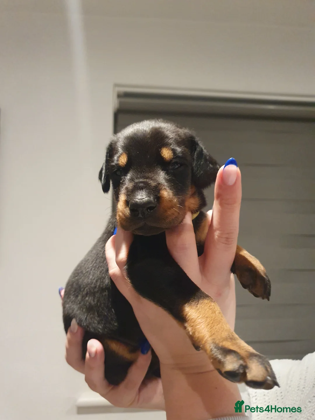 Dobermann dogs for sale: Dobermann puppies  - Advert 5