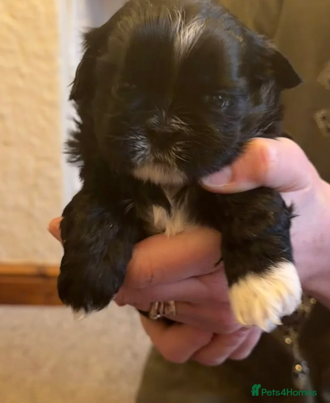 Shih Tzu dogs for sale: Beautiful Shih Tzu’s - STUNNING pure breds - Advert 16
