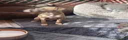 Italian Greyhound dogs for sale: Gorgeous KC Italian Greyhounds - Advert 8