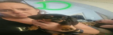 Dachshund 4