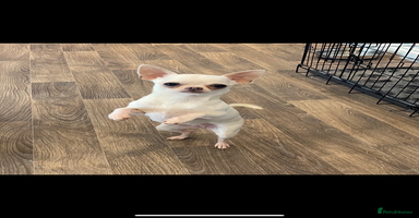 Chihuahua dogs - Advert 7