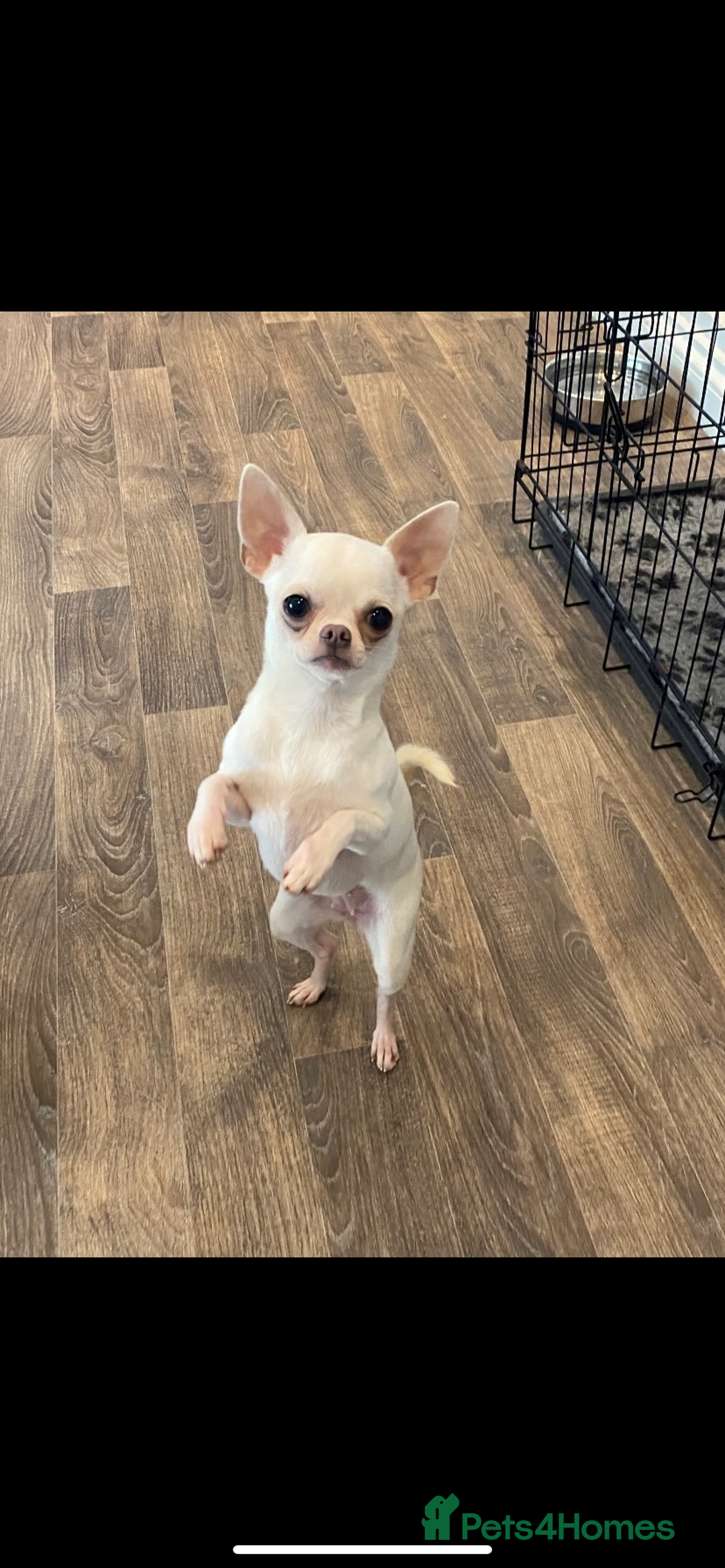 Chihuahua dogs for sale: ❤️Health tested tiny Chihuahua puppies❤️ - Image 2