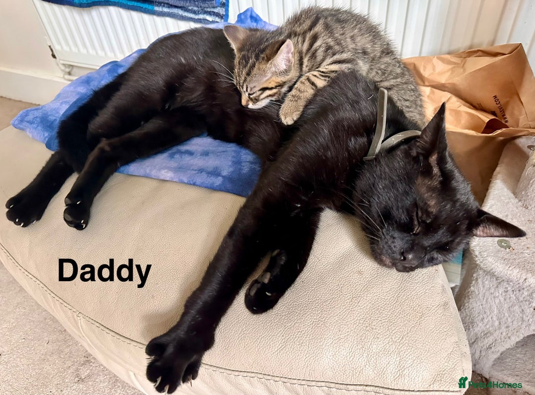 Mixed Breed cats for sale: Lovely bengal mix kittens: tabby, ginger, black - Image 13