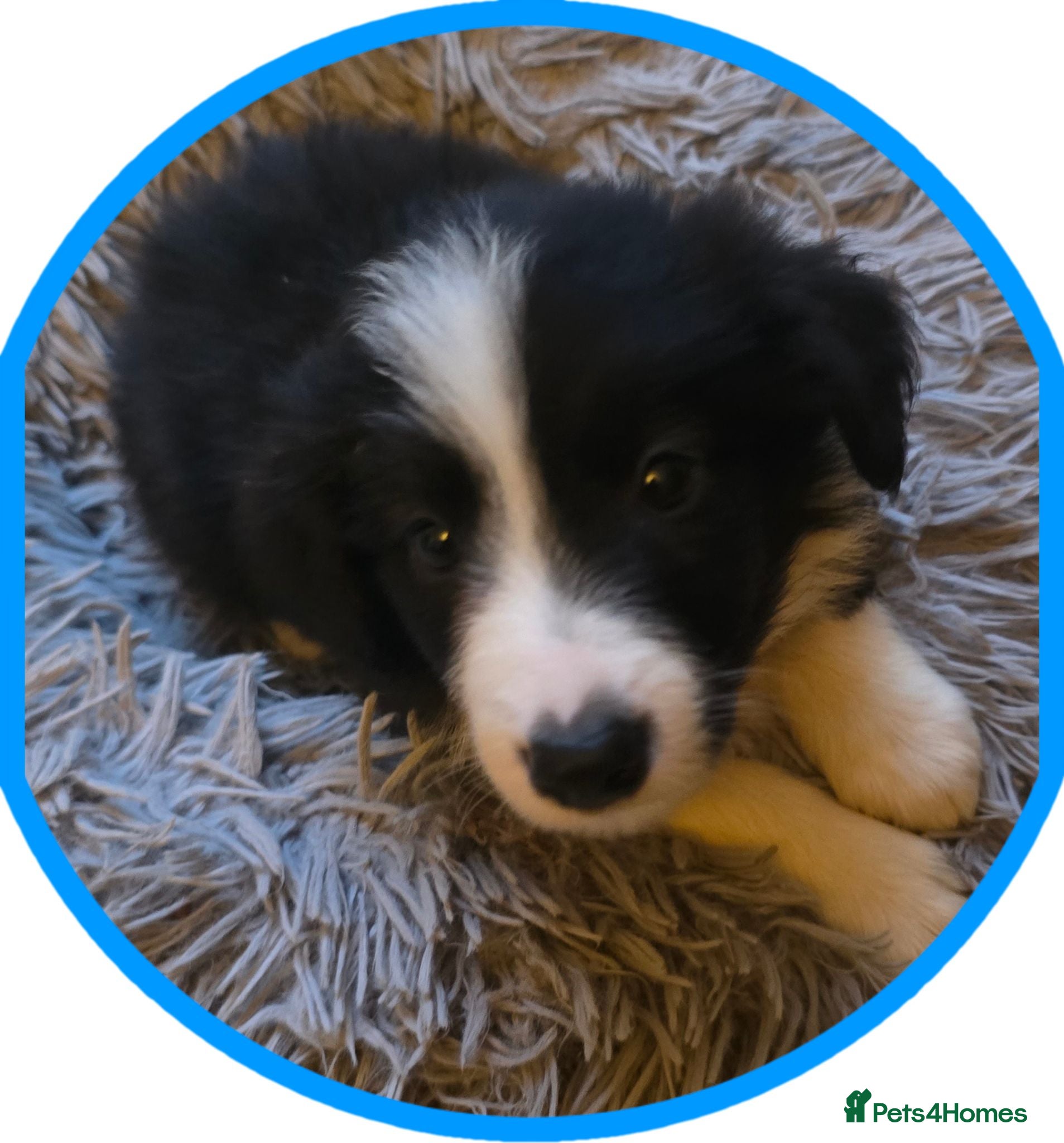 Border Collie dogs STUNNING HEALTH TESTED BORDER COLLIES - Advert 2