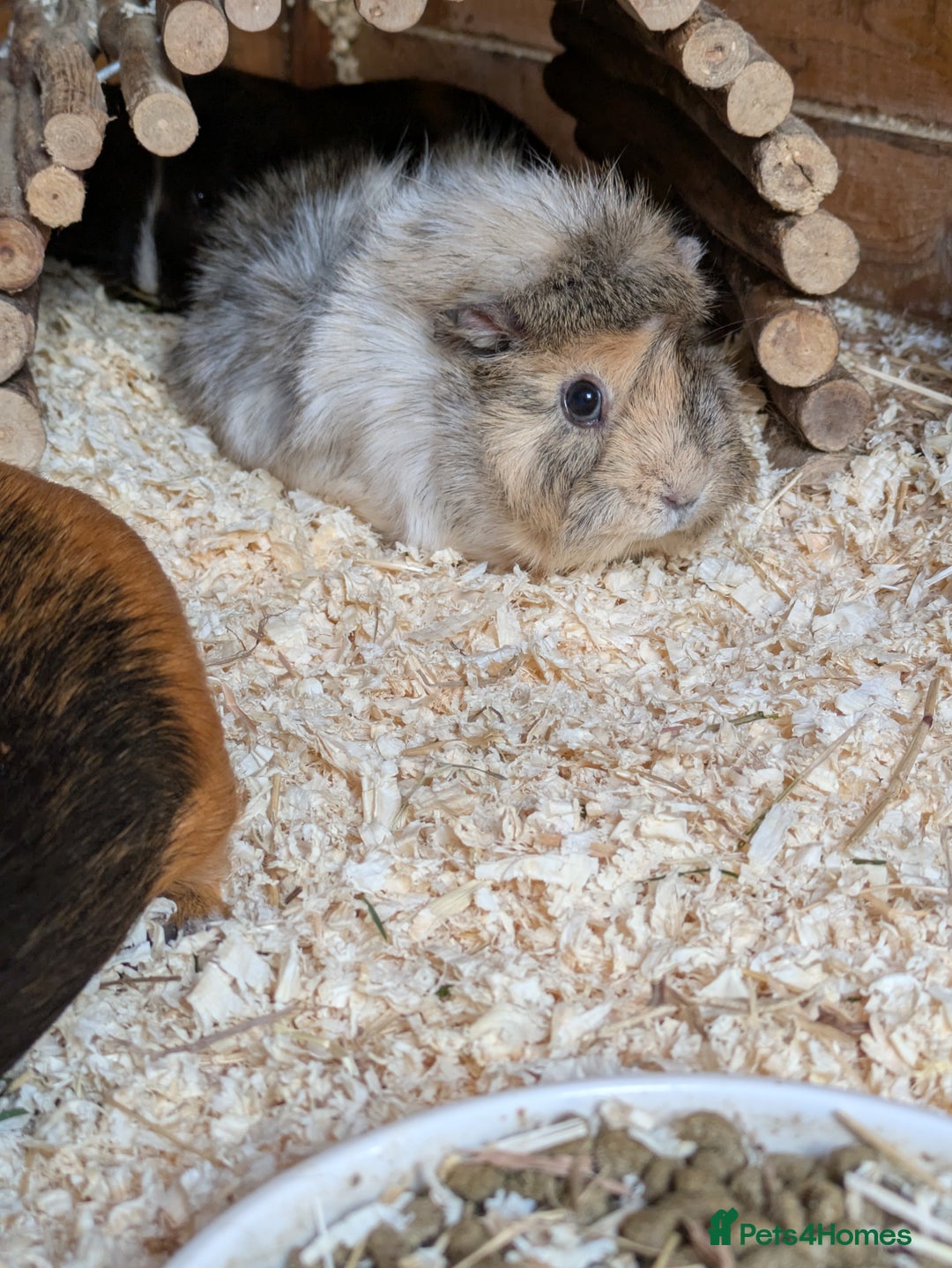Guinea Pig rodents for sale: Gorgeous Female guinea pig  - Advert 2