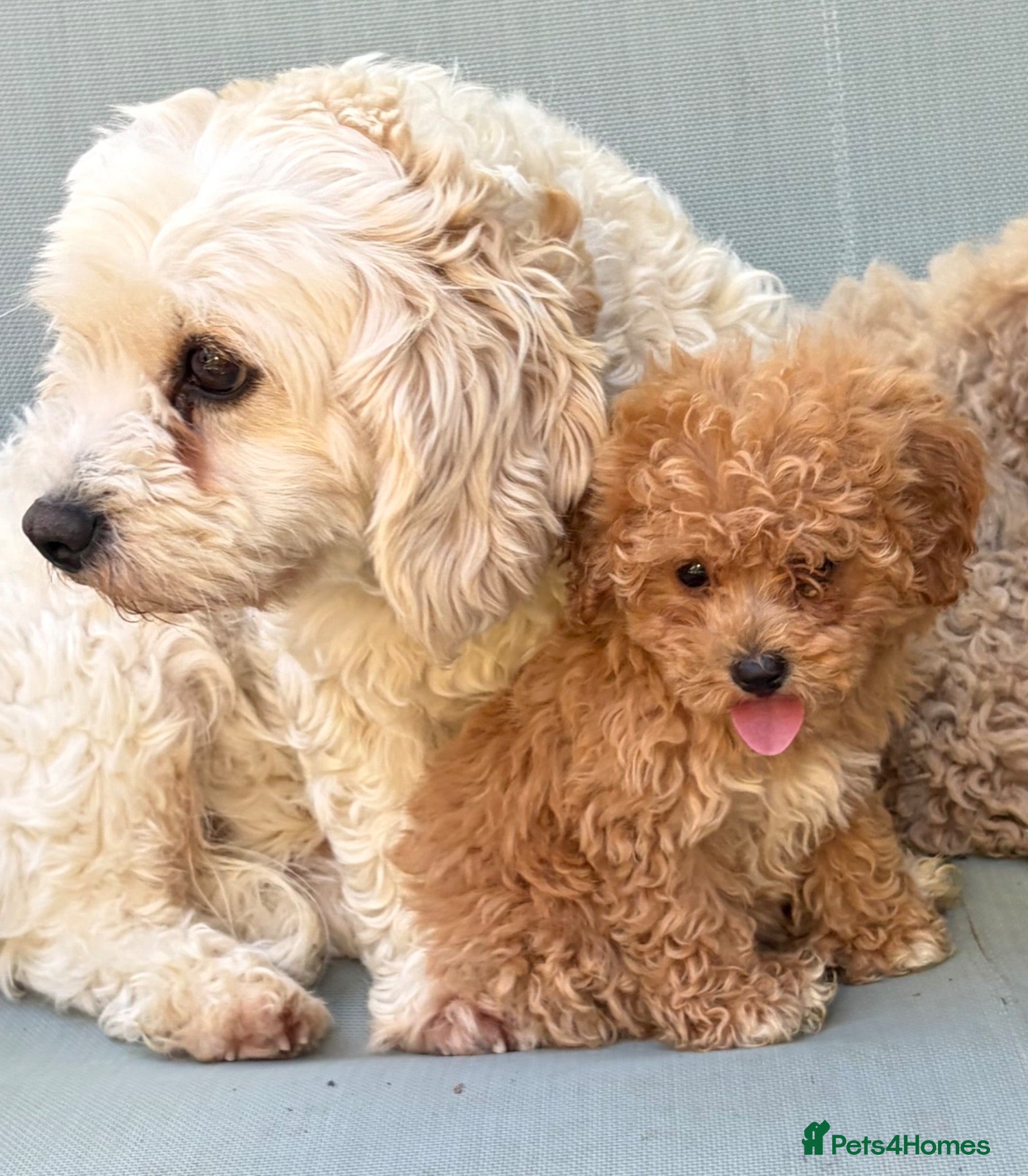 Cavapoochon dogs Rare Stunning Toy Cavapooshon Family Bred Puppies - Advert 2
