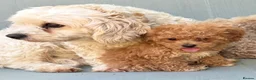 Mixed Breed dogs for sale: Rare Stunning Toy Cavapooshon Family Bred Puppies in Maidstone - Advert 14