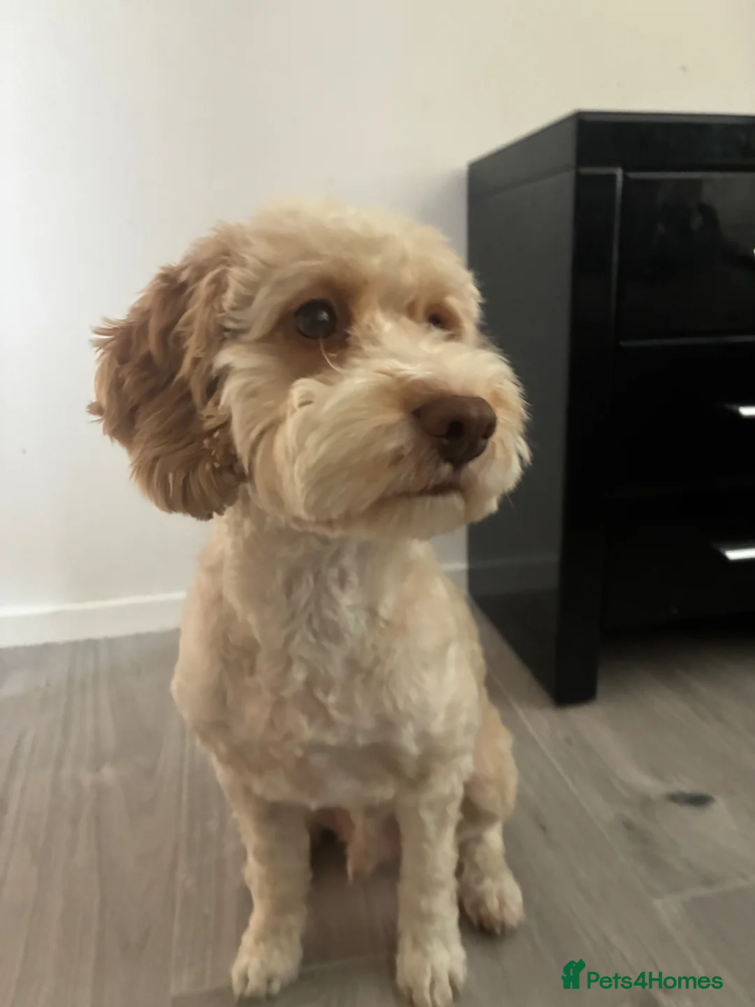 Cockapoo dogs for sale: Cockapoo neutered  in Huntingdon - Advert 1