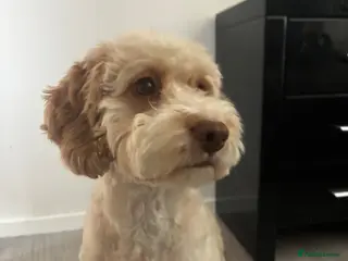 Cockapoo dogs Cockapoo neutered - Advert 1