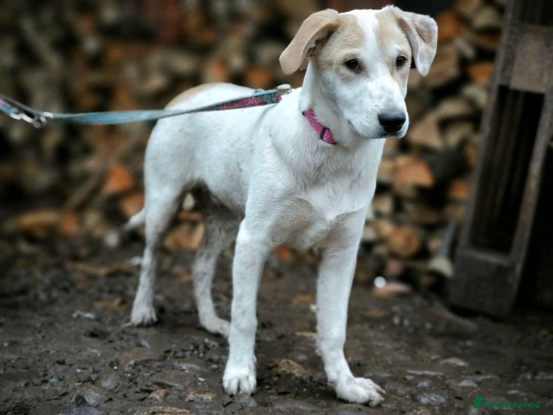 Mixed Breed dogs for adoption: 💙🐶 LEO 🐶💙 - Advert 5