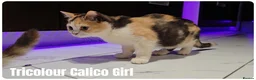 Munchkin cats for sale: Munchkin kittens odd-eyed - Advert 8