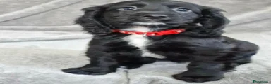Red collar girl
