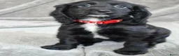 Cocker Spaniel dogs for sale: 3 beautiful cocker spaniel puppies  - Advert 9