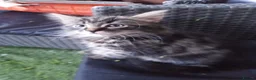 Mixed Breed cats for sale: Kittens for sale - Advert 5