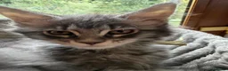 Maine Coon cats for sale: TICCA Registered MaineCoon Kittens  - Advert 16