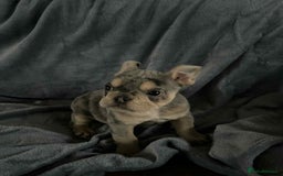 Mixed Breed dogs for sale: Beautiful spotty babies - Image 9