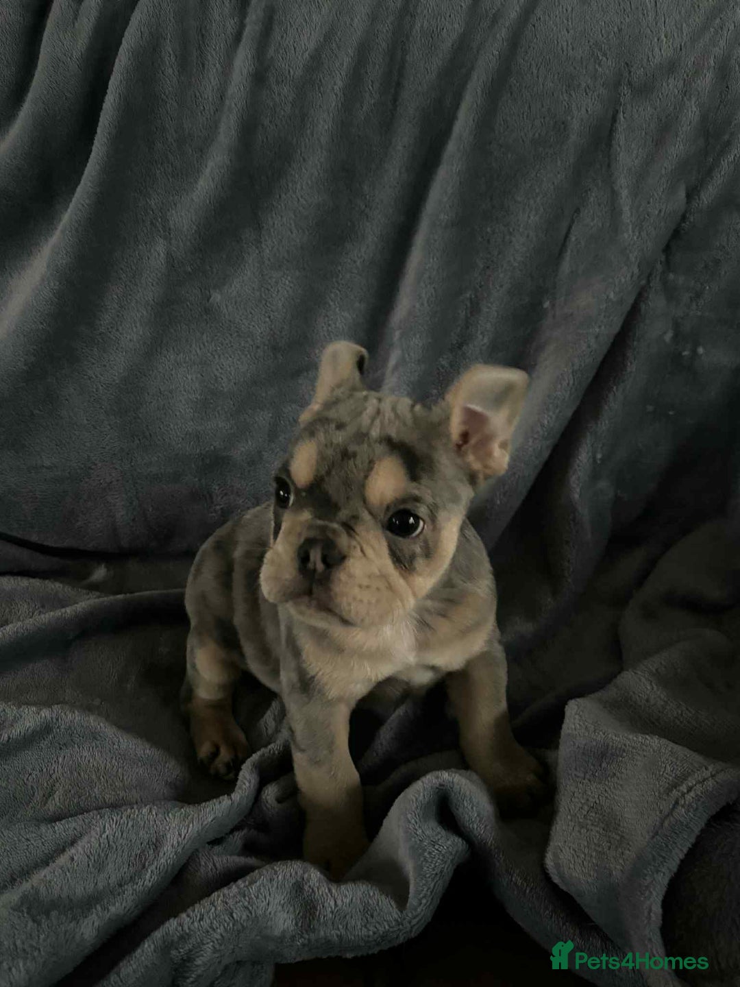 Mixed Breed dogs for sale: Beautiful spotty babies - Image 9